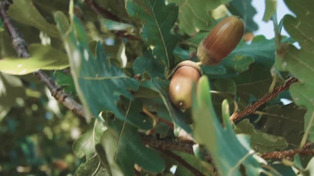 the acorns hanging from the oak tree on a background of green leaves 1