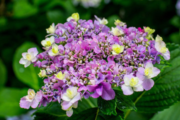 purple flowers in the garden, hydrangea, ajisai