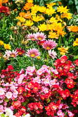 Obraz premium Summer flower bed with gazania and begonia flowers