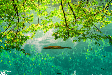 carp fish swimming in a crystal clear water under tree branches with green leaves