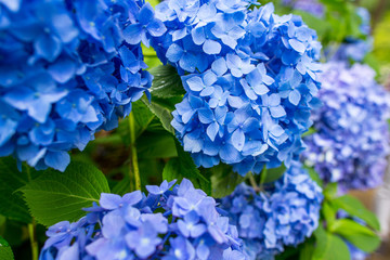 hydrangea, ajisai