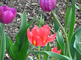 Tulips in the Garden