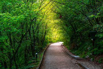 walkway in a tree tunnel with green leaves and sunlight