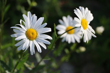 blooming Daisy.  blooming Bud of chamomile.