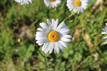 blooming Daisy.  blooming Bud of chamomile.