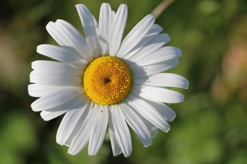 Fototapeta premium blooming Daisy. blooming Bud of chamomile.