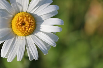 blooming Daisy.  blooming Bud of chamomile.