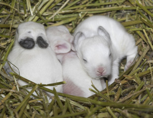 nest with newborn white rabbits