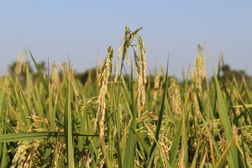rice plant in agriculture field