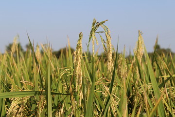 rice plant in agriculture field