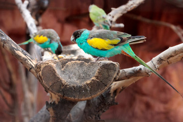 Hooded parrot (Psephotellus dissimilis) at zoo park
