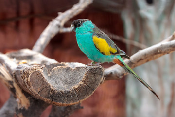 Hooded parrot (Psephotellus dissimilis) at zoo park