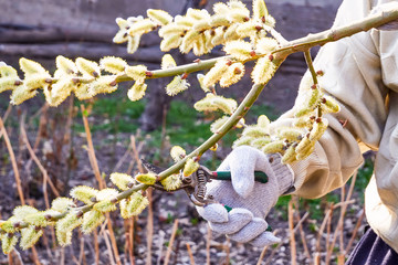 pruning willow branches in spring garden