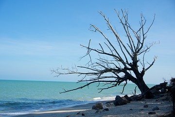 Big dead tree on tropical beach. Big dead tree standing on beach with white sand beach and blue sky.
