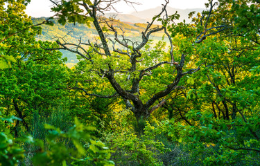 fresh green trees with a bare naked tree in the middle