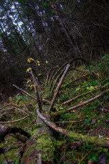 fallen tree in the forest