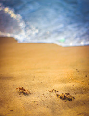 crab's day out