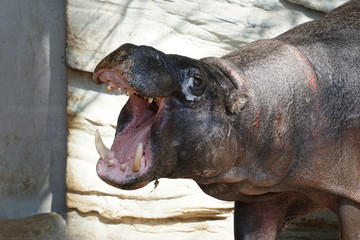 Fototapeta premium A barking pygmy hippopotamus