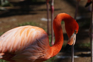 A sleeping flamingo