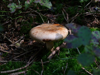 Pilz 2