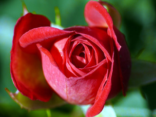 Rose 3