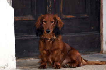 Dackel mit brauem Fell