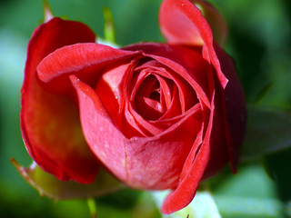 Rose 2