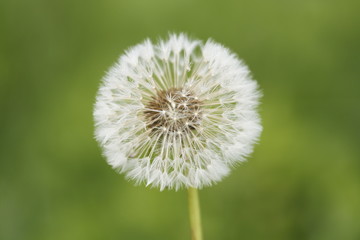 Pusteblume 5