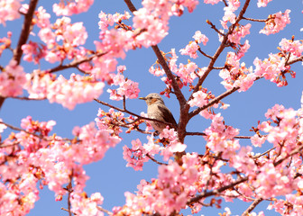 ヒヨドリと河津桜
