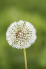 Pusteblume 4