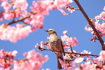 ヒヨドリと河津桜
