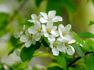 Spring blossoming apple tree close upBeautiful spring blossoming apple tree. Selective focus.
