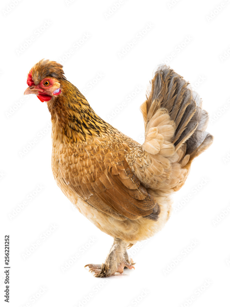 Wall mural brown chicken isolated