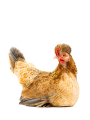 brown chicken isolated