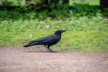 Crow on the ground