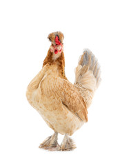 brown chicken isolated