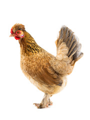 brown chicken isolated