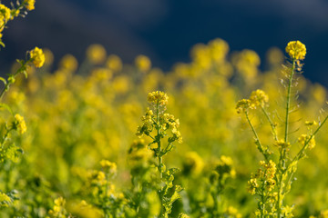 Fototapeta premium Rapeseed field, Blooming canola flowers