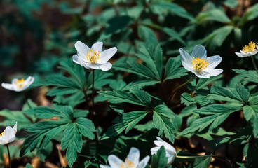  Anemone sylvestris.