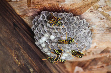 wasps nest