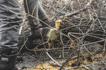  lumberjack sawing wood