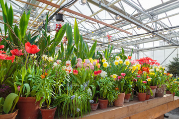 Blooming Flowers inside a garden center greenhouse
