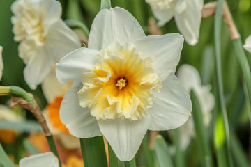 Closeup of beautiful narcissus. Spring flower background. Green blossom flora plant daffodil