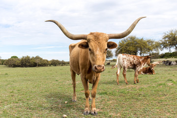 Texas Longhorn Momma and Her Boys