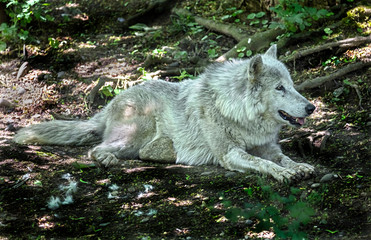 Polar wolf at rest in the shadow.  Latin name - Canis lupus arctos	