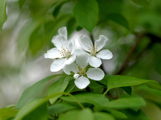 Beautiful spring blossoming apple tree. Selective focus. Spring blossoming apple tree close up.
