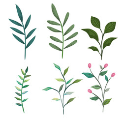 set exotic branches with tropical leaves plants