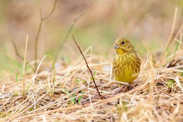 Yellowhammer Emberiza cintrinella female sitting in dry grass