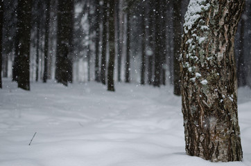 road in winter forest