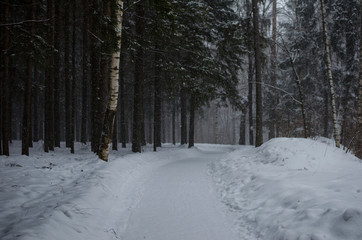 road in winter forest